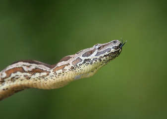 Dumeril’s Boa (Acrantophis dumerili)
