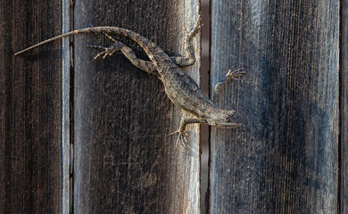 Texas spiny lizard camouflaged on wooden fence