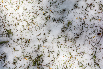 Green needles, brown seeds and fragments of spruce branches on snow - pattern or texture.