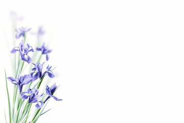 Obraz na płótnie Canvas Background with Iris flowers
