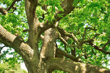 Woodland and Trees.
