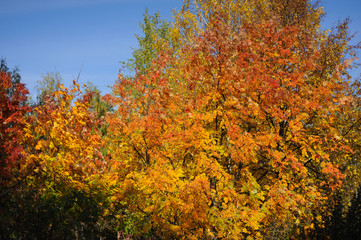 Autumn gold beauty nature wallpaper trees leaves beautiful