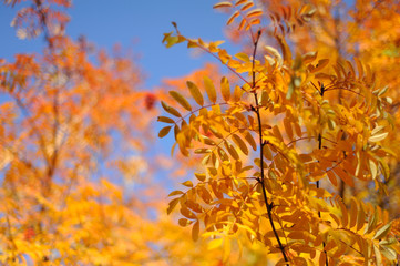 Autumn gold beauty nature wallpaper trees leaves beautiful