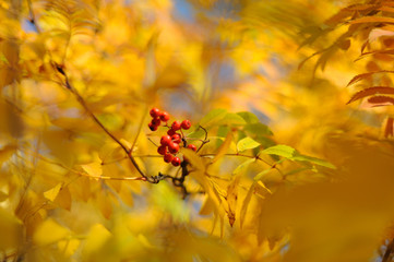 Autumn gold beauty nature wallpaper trees leaves beautiful