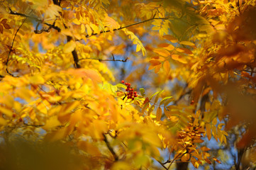 Autumn gold beauty nature wallpaper trees leaves beautiful