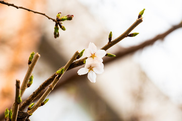 Cherry blossom in spring for background or copy space for text
