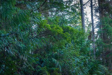 Cedar Hemlock Forest Greens