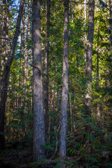 Hemlock & Cedar & Cottonwood Forest