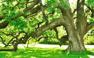 Woodland and Trees.