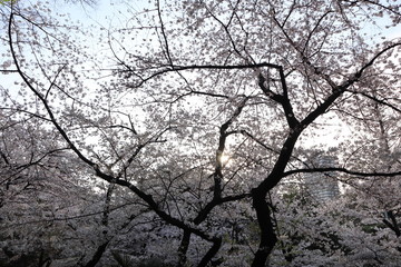 日本　王子　音無親水公園の桜