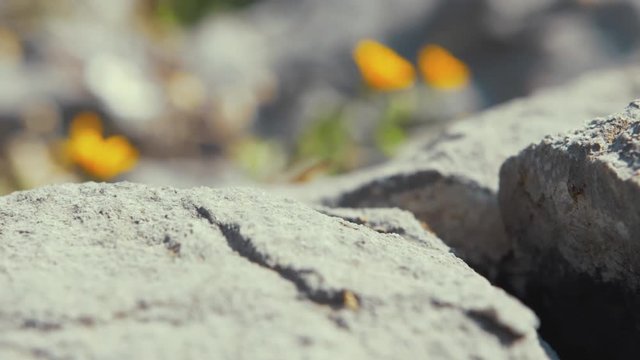 Beautiful lizard runs off rock slow motion