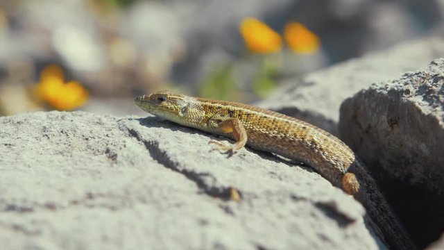 Beautiful lizard basking on rock in hot sunshine looks up slow motion