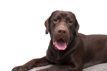 young chocolate labrador retriever on a white background