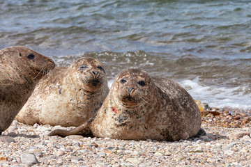 Basking Common or Harbor Seals (Phoca vitulina)  - one with a slight injury - at Portgordon beach, Buckie, Moray, Scotland