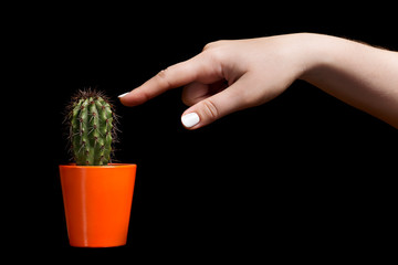 hand touches cactus on a black background