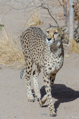 Cheetah Walking Towards You Vertical