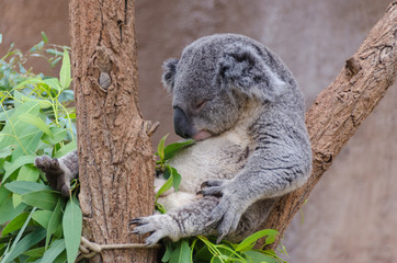 Koala Bear in Tree Taking Nap