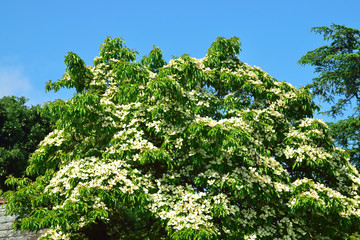 Obraz premium Woodland and Trees.