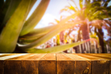 desk of free space and aloe vera 