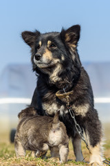 Domestic dog on the chain.