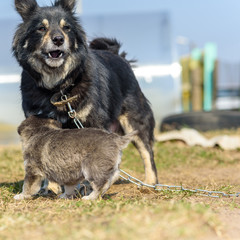 Fototapeta premium Domestic dog on the chain.