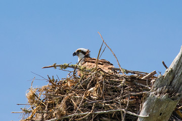 Close up of an osprey sitting on its nest perched high above a narrow key between the Gulf and Mexico and the Gulf Intracoastal Waterway, near Englewood, Florida, USA, on an early spring day. 
