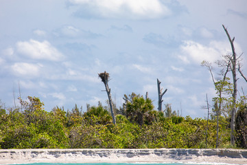 An osprey sits on its nest perched high above a narrow key between the Gulf and Mexico and the Gulf Intracoastal Waterway, near Englewood, Florida, USA, on an early spring day, near the shoreline. 