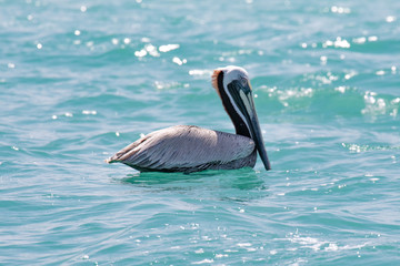 A Brown Pelican floats near shore in the Gulf of Mexico turquoise waters near Englewood, Florida, USA, in early spring sun