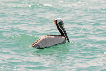 A Brown Pelican floats near shore in the Gulf of Mexico pale green waters near Englewood, Florida, USA, in early spring sun