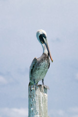 A Brown Pelican perches on a wood post near shore in the Gulf of Mexico near Englewood, Florida, USA, in early spring sun