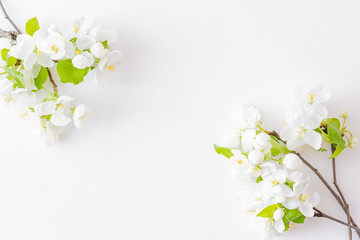 Flat lay composition with white spring flowers on white background