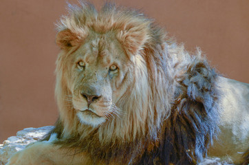 Male Lion Looking At You Horizontal