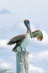 A Brown Pelican waves its wing while perched on a wood post near shore in the Gulf of Mexico near Englewood, Florida, USA, in early spring sun with a bow to the seas