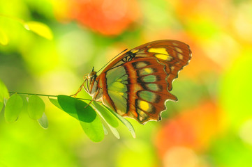 Close up beautiful butterfly