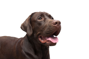 Labrador Retriever on a white background.
