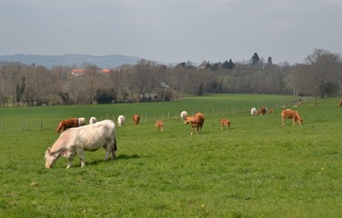 Bovins broutant dans un pré