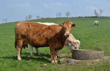 Bovins prés d'un abreuvoir