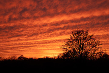 Mackerel sky at sunset; vibrantly colored undulating clouds silhouetted by trees