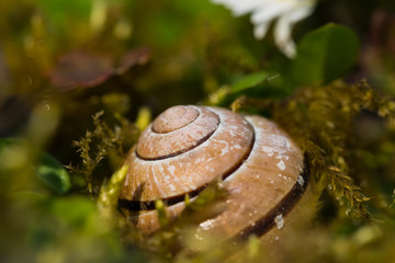 makro muszla ślimaka © Joanna