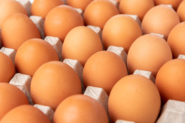 Raw eggs in the tray isolated on white background.