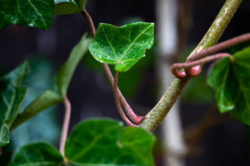 Green Leaf with Drops of Water