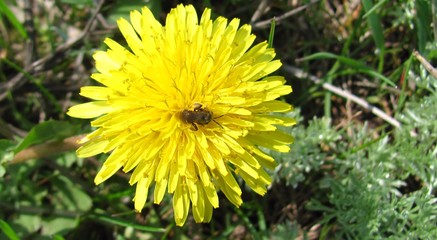 yellow dandelion in grass and bee