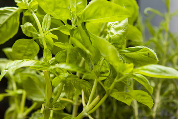 Fresh growing basil