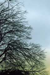 Woodland and Trees.