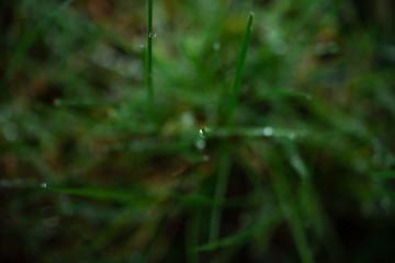Rosée du matin