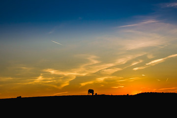 Fototapeta na wymiar Sunset in the pasture of Extremadura with the silhouette of a cow grazing in the field