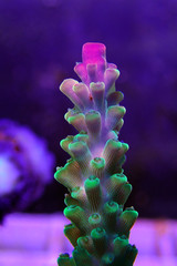OLYMPUS DUltra underwater macro shots on Acropora SPS coral IGITAL CAMERA