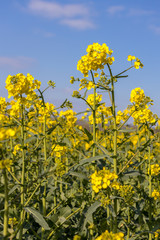 Fototapeta premium Rapeseed (Brassica napus) flowering in the East Sussex countryside near Birch Grove