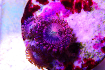 Underwater Macro shot on Stardust pink zoanthus  © Kolevski.V