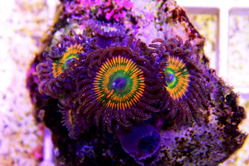Sunny D - expensive zoanthus polyps from Caribbean sea
